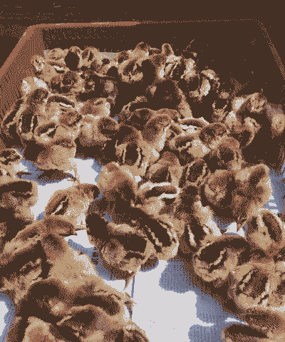 安徽省青脚麻鸡苗价格