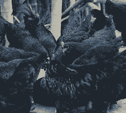 南宁黑鸡苗活鸡价格表