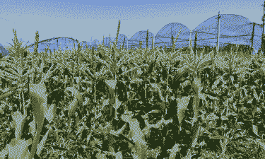 牛奶玉米种植地方