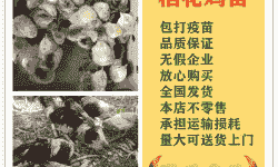 徐州孵化芦花鸡苗价格表