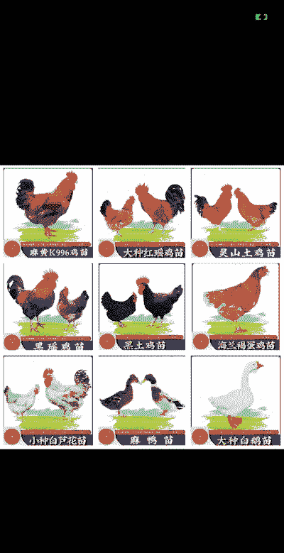 云南鸡苗销售价格