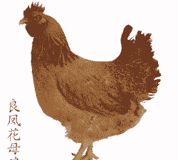 海兰褐鸡苗价格表