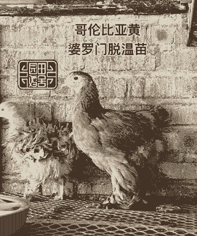 罗门活体鸡苗价格表