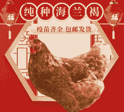 北京峪口海兰褐鸡苗价格