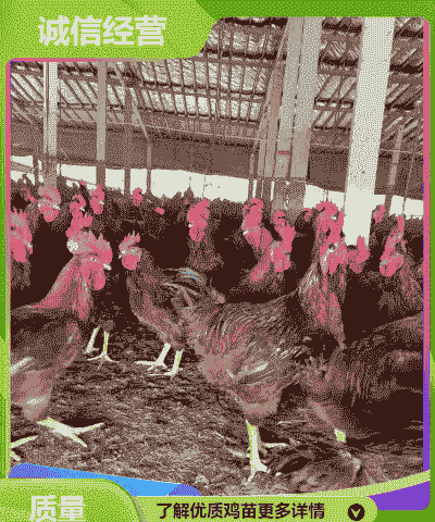 泉州鸡苗出售价格表
