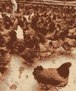 山西九斤黄鸡苗价格多少