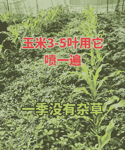 玉米种植喷几遍药剂