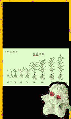 玉米种植花期多少天