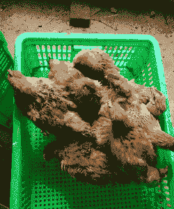 土鸡二号鸡苗价格多少