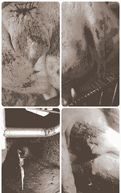 母猪产后几日打虫