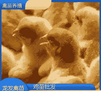 钦州鸡苗出售价格表