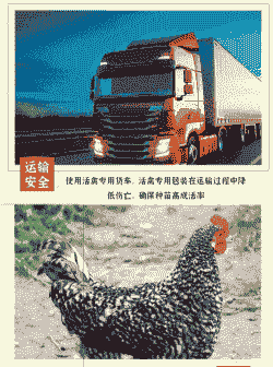 伊犁鸡苗出售价格表