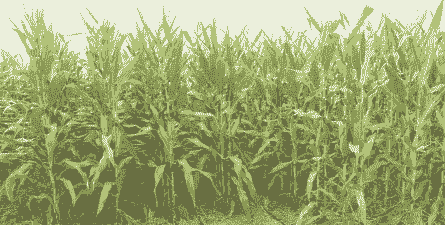 青岛玉米种植产品有哪些