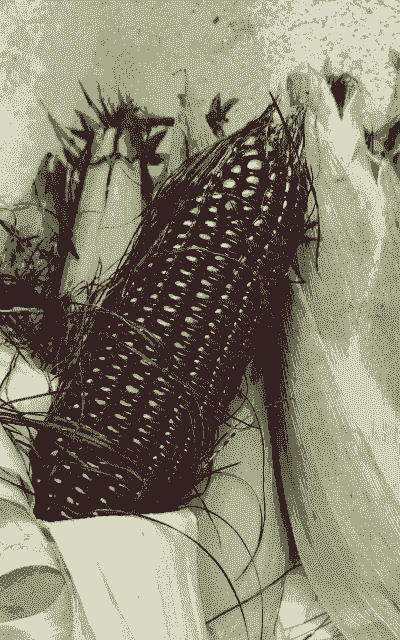 紫玉米种植条件是什么