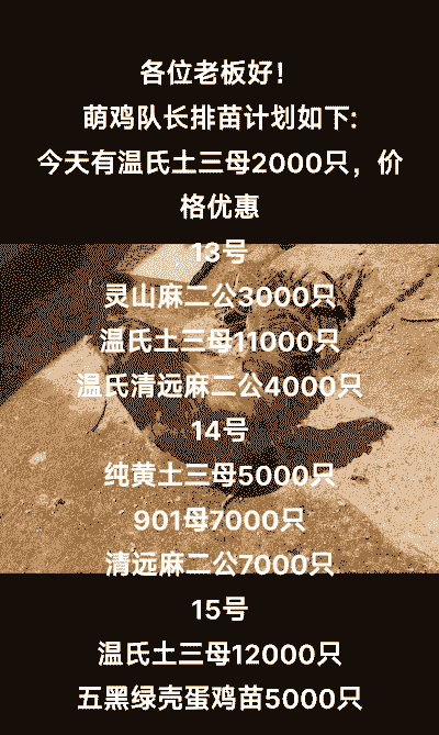 灵山土麻鸡苗价格表