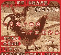 最大的九斤黄鸡苗价格