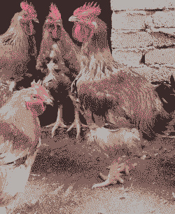 贵州零售鸡苗价格多少