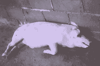 母猪产后腹式呼吸