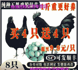 广东五黑鸡纯种鸡苗价格