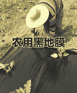 玉米种植用黑地膜好吗