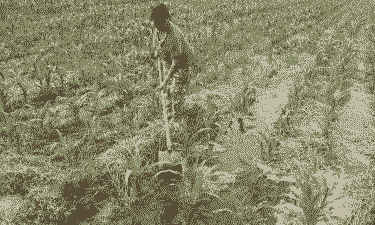 玉米种植前浇水好吗北方
