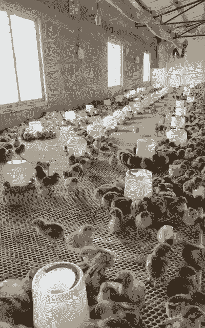 云梦县鸡苗出售价格