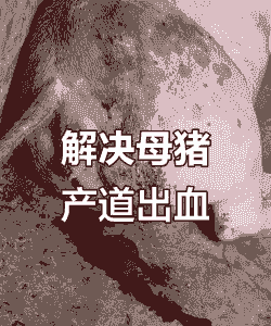 母猪产后出血的处理