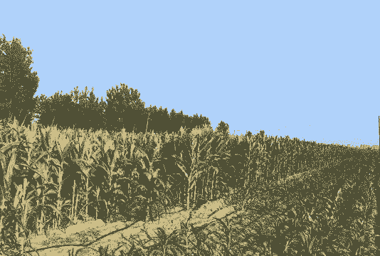 现代玉米种植业现状