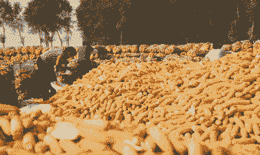 河北邢台有什么玉米种植