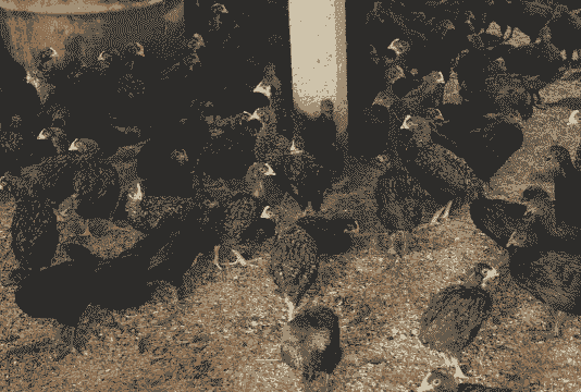 正宗散养黑鸡苗价格多少