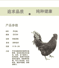 家禽芦花鸡苗直销价格