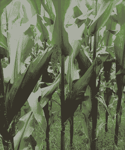 紫玉米种植气候条件是