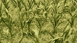 皖北地区玉米种植面积