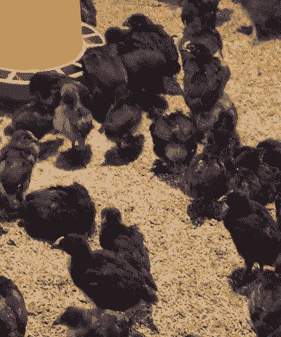 小黑鸡苗多少价格一只