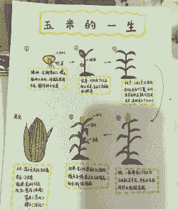 详细的玉米种植过程记录
