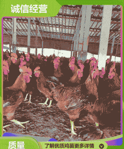 珠海鸡苗价格行情最新报价