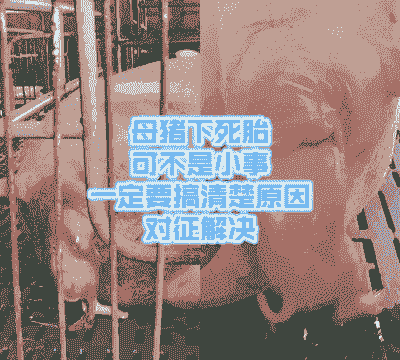 母猪怎样避免产后死胎