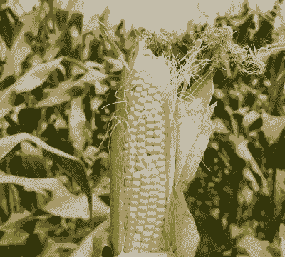 不用打药的玉米种植技术