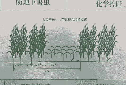 大豆玉米种植意见与建议