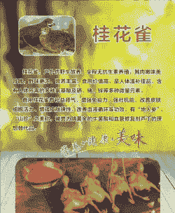 山东临沂鸡苗价格表