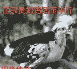 东营零售贵妃鸡苗价格