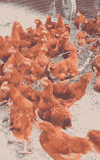 九斤鸡苗出售价格多少