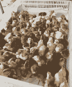 湛江海南文昌鸡苗价格