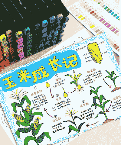 玉米种植技术手抄报内容