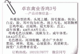 香鸡苗出售价格多少合适