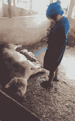 母猪生产后没力气