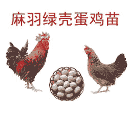 衡阳孵化场鸡苗价格多少