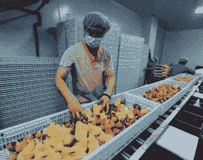 科研所华裕鸡苗价格