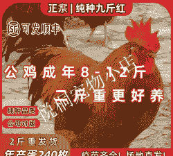 正宗红玉鸡苗的价格表