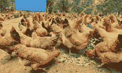 益阳黄脚麻鸡苗价格表